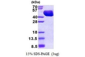 SDS-PAGE (SDS) image for Maltose Binding Protein (MBP) (AA 27-392) protein (His tag) (ABIN5853046) (Maltose Binding Protein Protein (MBP) (AA 27-392) (His tag))