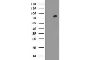 Western Blotting (WB) image for anti-Gephyrin (GPHN) antibody (ABIN1498427)