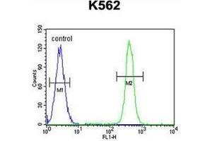 Flow cytometric analysis of K562 cells using MOGT1 Antibody (C-term) Cat.