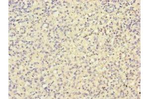 Immunohistochemistry of paraffin-embedded human spleen tissue using ABIN7155154 at dilution of 1:100 (HK3 Antikörper  (AA 1-270))