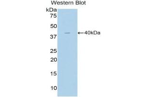 Western Blotting (WB) image for anti-Cholecystokinin (CCK) (AA 1-115) antibody (ABIN1858279) (Cholecystokinin Antikörper  (AA 1-115))