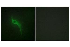 Immunofluorescence (IF) image for anti-Collagen, Type V, alpha 1 (COL5A1) (Internal Region) antibody (ABIN1850288) (COL5A1 Antikörper  (Internal Region))