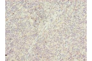 Immunohistochemistry of paraffin-embedded human tonsil tissue using ABIN7172965 at dilution of 1:100 (TMTC4 Antikörper  (AA 245-376))