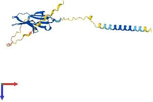 AlphaFold protein structure predicition of Human Recombinant IGSF23 Protein, UniprotID A1L1A6 (IGSF23 Protein (AA 1-192) (His tag))