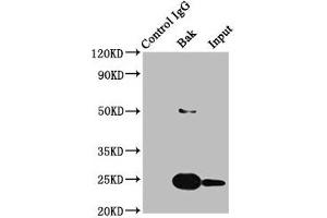 Western Blotting (WB) image for anti-BCL2-Antagonist/killer 1 (BAK1) antibody (ABIN7127362)