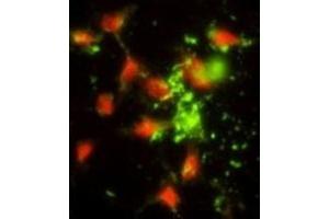 Immunofluorescence (IF) image for anti-Signal Recognition Particle 72kDa (SRP72) antibody (ABIN3002878) (SRP72 Antikörper)