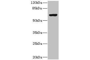 Western blot All lanes: SLC13A2 antibody at 1. (SLC13A2 Antikörper  (AA 345-455))