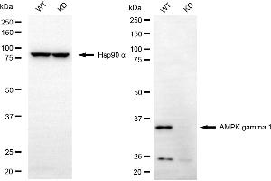 Western blotting analysis using AMPK gamma 1 antibody (ABIN7800010). (Rekombinanter PRKAG1 Antikörper)