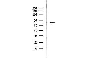 Western blot analysis of lysates from Hela cells(LPS, 4h treatment), using CNO Antibody at 1/1000 dilution.