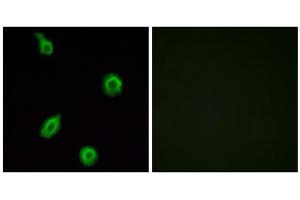 Immunofluorescence analysis of HUVEC cells, using HTR5B antibody. (HTR5B Antikörper  (C-Term))