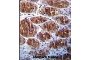 AREG Antibody (C-term) (ABIN392202 and ABIN2841903) immunohistochemistry analysis in formalin fixed and paraffin embedded human stomach tissue followed by peroxidase conjugation of the secondary antibody and DAB staining.