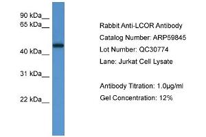 WB Suggested Anti-LCOR  Antibody Titration: 0. (Lcor Antikörper  (Middle Region))