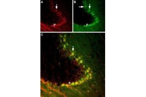 BDNF co-localizes with TrkB in mouse cerebellum region. (BDNF Protein (Biotin))