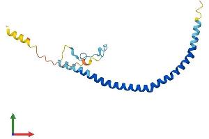 Protein Structure (PS) image for Caveolin 2 (CAV2) (AA 1-162) protein (His tag) (ABIN7552924)