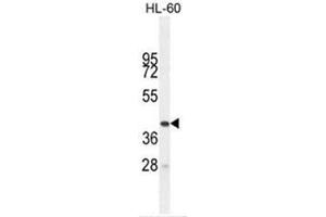 BTNL3 Antibody (C-term) western blot analysis in HL-60 cell line lysates (35µg/lane).