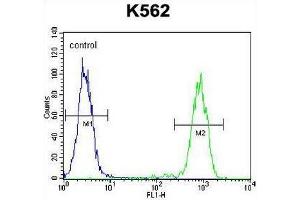 ELAVL2 Antibody (Center) flow cytometric analysis of K562 cells (right histogram) compared to a negative control cell (left histogram). (ELAVL2 Antikörper  (Middle Region))