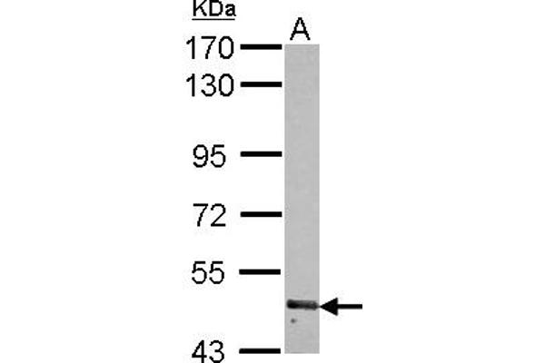 RNF180 anticorps  (AA 9-302)
