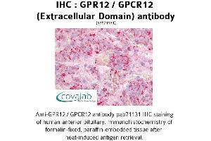 Image no. 1 for anti-G Protein-Coupled Receptor 12 (GPR12) (1st Extracellular Domain) antibody (ABIN1734916)