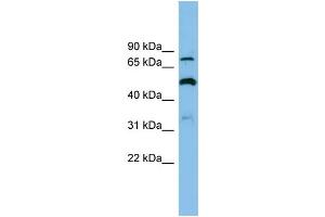 WB Suggested Anti-SLC26A1 Antibody Titration: 0.
