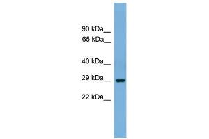 WB Suggested Anti-Bhlhb4 Antibody Titration:  0.