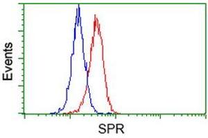 Image no. 3 for anti-Sepiapterin Reductase (SPR) antibody (ABIN1501113) (SPR Antikörper)