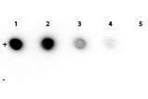 Dot Blot of Mouse anti-Rhodamine Monoclonal Antibody. (Rhodamine Antikörper)