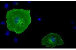 Anti-BTN1A1 mouse monoclonal antibody (ABIN2452840) immunofluorescent staining of COS7 cells transiently transfected by pCMV6-ENTRY BTN1A1 (RC223852). (BTN1A1 Antikörper)