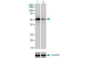 Western blot analysis of F9 over-expressed 293 cell line, cotransfected with F9 Validated Chimera RNAi (Lane 2) or non-transfected control (Lane 1). (Coagulation Factor IX Antikörper  (AA 96-190))