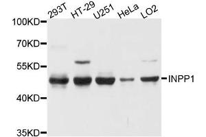 Western blot analysis of extracts of various cell lines, using INPP1 antibody.