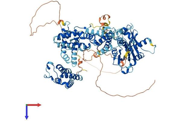 KAT2B Protein (AA 1-813) (His tag)