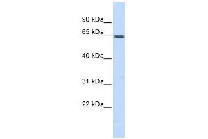WB Suggested Anti-MEF2A Antibody Titration: 0. (MEF2A Antikörper  (N-Term))
