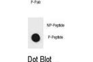 Dot blot analysis of IKKB Antibody (Phospho ) Phospho-specific Pab (ABIN1881449 and ABIN2850465) on nitrocellulose membrane. (IKBKB Antikörper  (pSer733))