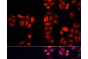 Immunofluorescence analysis of HeLa cells using BMP1 Polyclonal Antibody at dilution of 1:100. (BMP1 Antikörper)