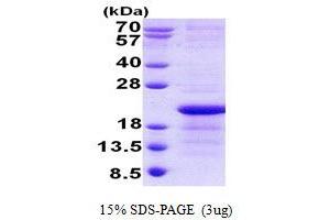 Image no. 1 for Glycoprotein Xg (Xg) (AA 22-142) protein (His tag) (ABIN6387143)
