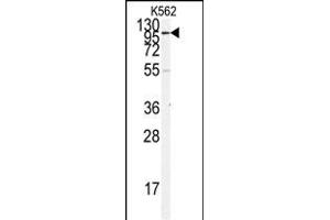 Western blot analysis of anti-ACE2 (SARS Receptor) Antibody (N-term) (ABIN390045 and ABIN2840582) in K562 cell line lysates (35 μg/lane). (ACE2 Antikörper  (N-Term))