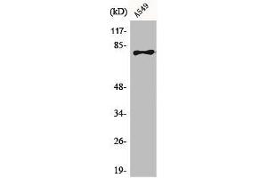 Western Blot analysis of A549 cells using BRD3 Polyclonal Antibody (BRD3 Antikörper  (C-Term))