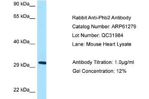Western Blotting (WB) image for anti-Prohibitin 2 (PHB2) (Middle Region) antibody (ABIN2788747) (Prohibitin 2 Antikörper  (Middle Region))