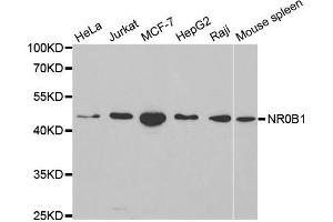 Western blot analysis of extracts of various cell lines, using NR0B1 antibody. (NR0B1 Antikörper  (AA 1-260))