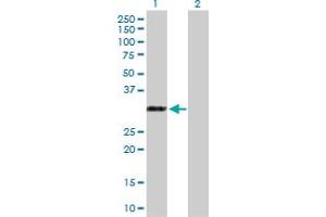 Western Blot analysis of RYBP expression in transfected 293T cell line by RYBP MaxPab polyclonal antibody. (RYBP Antikörper  (AA 1-228))