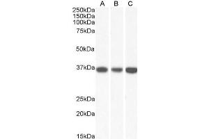 ABIN5539865 (0. (MDH2 Antikörper  (AA 221-232))