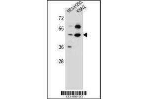 Western blot analysis in NCI-H292,K562 cell line lysates (35ug/lane). (Leprecan-Like 4 Antikörper  (C-Term))