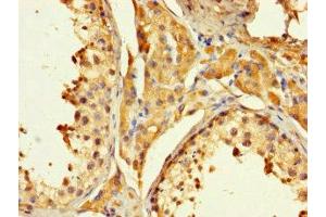 Immunohistochemistry of paraffin-embedded human testis tissue using ABIN7162427 at dilution of 1:100 (PAGE1 Antikörper  (AA 1-146))