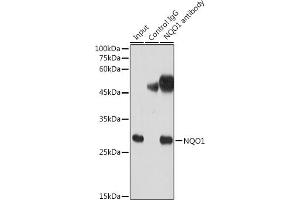 Immunoprecipitation analysis of 300 μg extracts of HeLa cells using 3 μg NQO1 antibody (ABIN7268795). (NQO1 Antikörper)