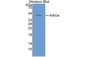 Detection of Recombinant INSL3, Rat using Polyclonal Antibody to Insulin Like Protein 3 (INSL3) (INSL3 Antikörper  (AA 63-129))