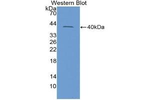 Detection of Recombinant INSL3, Rat using Polyclonal Antibody to Insulin Like Protein 3 (INSL3) (Insulin Like Protein 3 (AA 63-129) Antikörper)