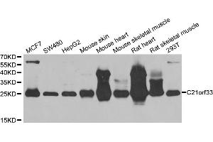 Western blot analysis of extracts of various cell lines, using C21orf33 antibody. (C21orf33 Antikörper)