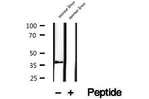 Western blot analysis of extracts of mouse liver tissue, using PIK3IP1 antibody. (PIK3IP1 Antikörper  (N-Term))