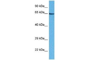Western Blotting (WB) image for anti-Cytoskeleton-Associated Protein 4 (CKAP4) (Middle Region) antibody (ABIN2782739)
