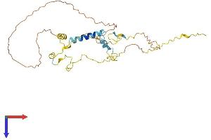 Myozenin 1 Protein (MYOZ1) (AA 1-299) (His tag)