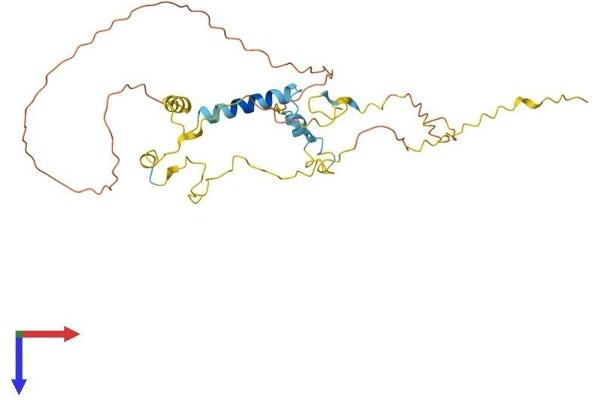 Myozenin 1 Protein (MYOZ1) (AA 1-299) (His tag)
